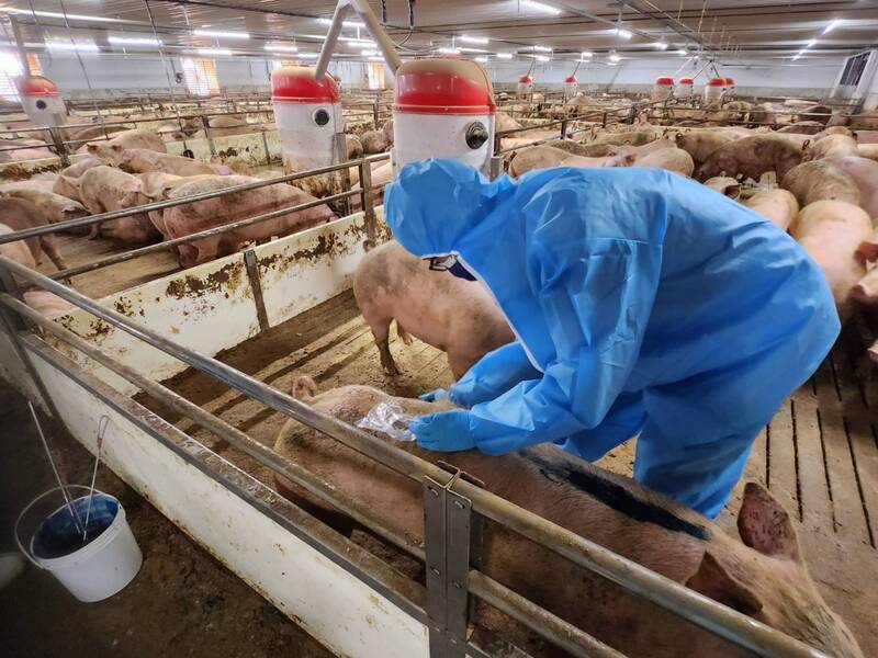 台中市政府農業局4日前往后里區台糖畜殖飼養場抽檢，採集豬隻血清、毛髮及飼料等檢體送驗。圖/中央社
