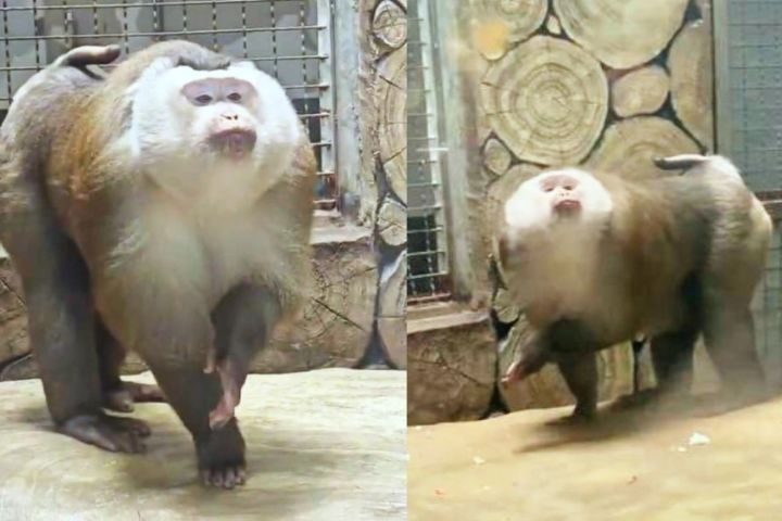 猴界超模出道！黔靈山豚尾猴會擺POSE　睡覺見遊客秒翻身「開拍」