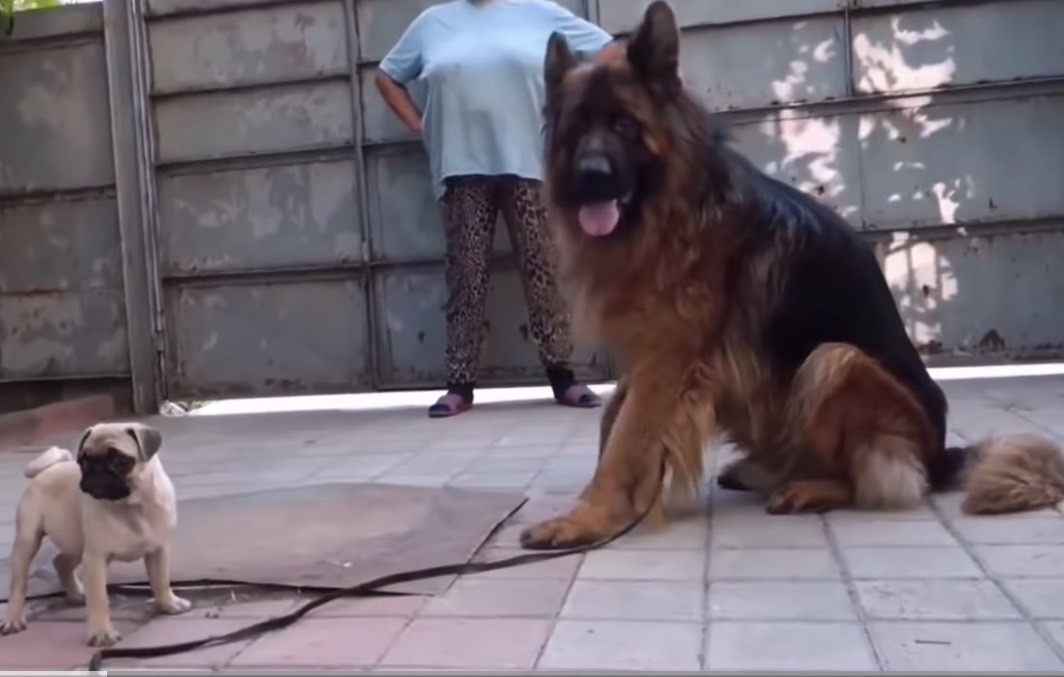 德國狼犬體型巨大,對主人十分忠誠。圖/截自寵物世界YouTube