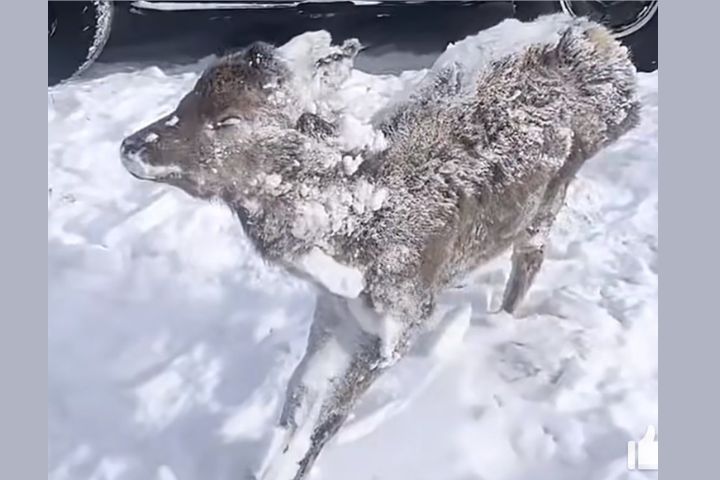 零下25℃雪原定格瞬間　內蒙古赤峰狍子凍成冰雕