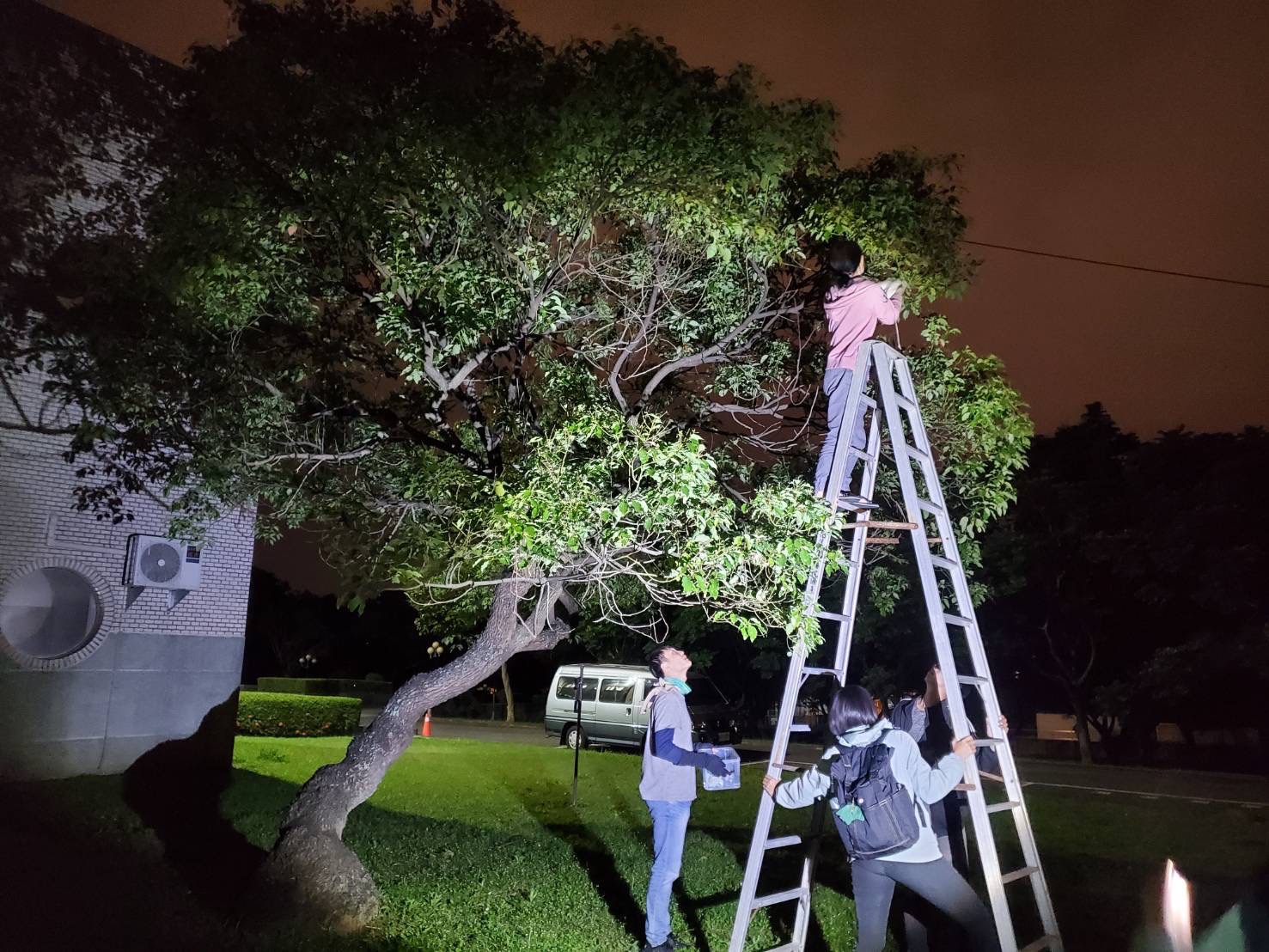 工作人員嘗試在原拾獲幼蝠處等候母蝠前來接回。圖/取自林業與自然保育署花蓮分署官網