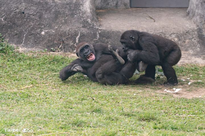 爸爸、媽媽、哥哥、阿姨都是大猩猩Ringo的玩伴。圖/取自台北市立動物園