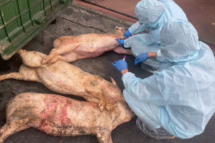 28頭染疫豬流向曝 彰化4頭死豬已採樣送驗 動防所:暫無異常死亡