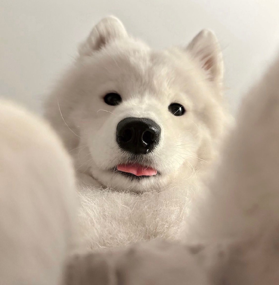 薩摩耶犬外表如同可愛的玩偶。圖/取自微博