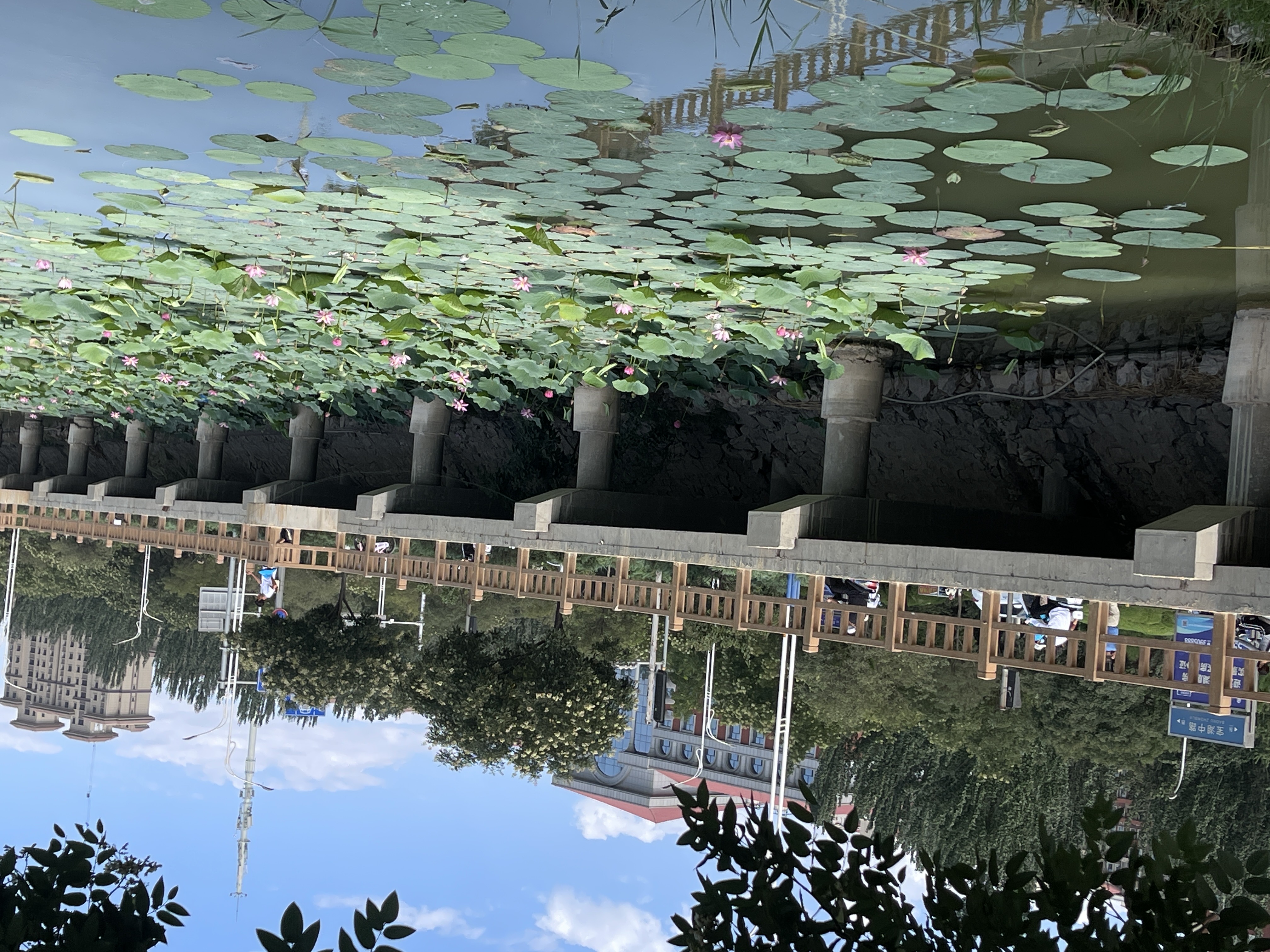 荷花、綠樹，寧夏省會銀川市區整潔乾淨，且充滿綠意。圖/陳素貞攝