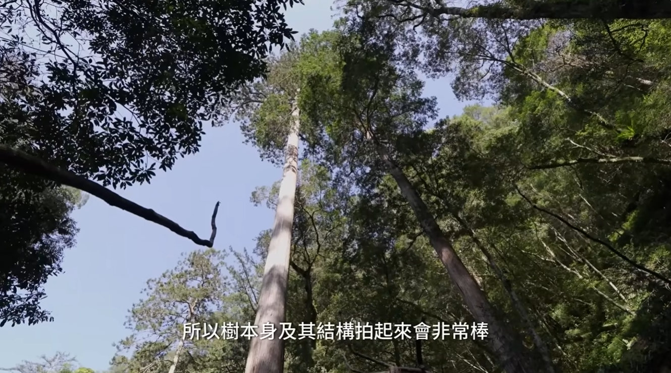 「倚天劍」巨木隱身大安溪上游附近的偏遠山谷之中。研究團隊以金庸武俠小說中的傳奇神器「倚天劍」命名,象徵其直插天際、傲視群林的姿態。圖/取自自然環資-TNF YT頻道