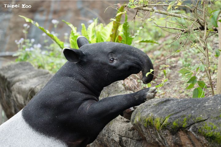 馬來貘「莉姆路」正遇換牙、獨立期　靠吃葉子安撫情緒