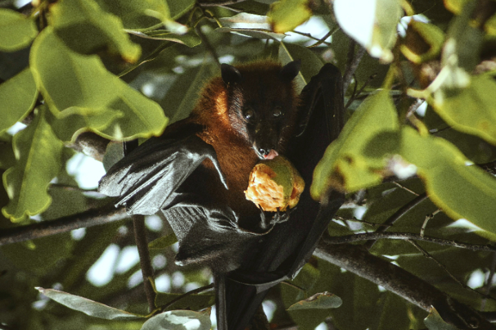 無藥可治人畜共通病毒　立百病毒印度捲土重來、台灣列第五類傳染病