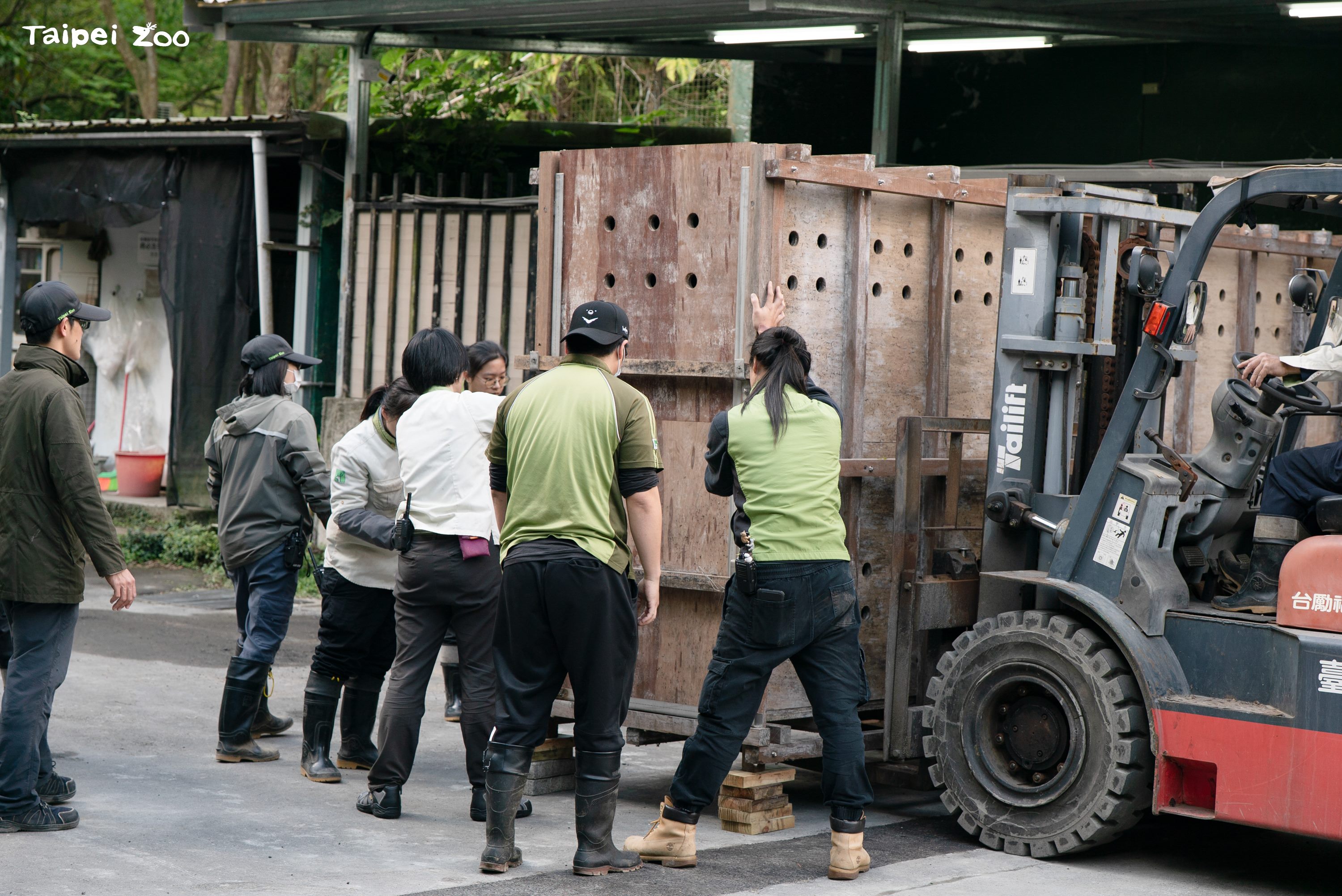  在保育員和獸醫們合力搬運護送下，蒙古馬順利遷移到新環境。圖/台北市立動物園提供