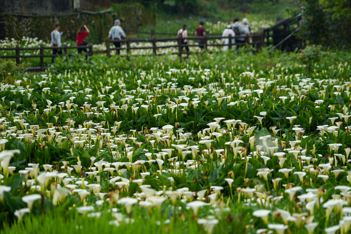今起連5天好天氣高溫恐逾30度　清晨留意局部霧