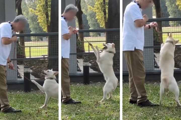 近日桃園市動保處被揭露，10月3日一隻乖巧犬隻（小白），被收容所請來的蔡姓訓犬師在南昌公園內直接用繩子吊脖子勒住，造成犬隻激烈掙扎，甚至內部員工向上檢舉卻遭調職並帶頭霸凌該名吹哨者。圖/取自Threads