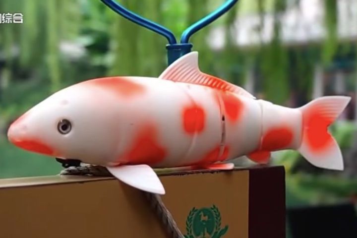 趵突泉「豬鯉」上健身課！北大仿生魚化身減脂私教