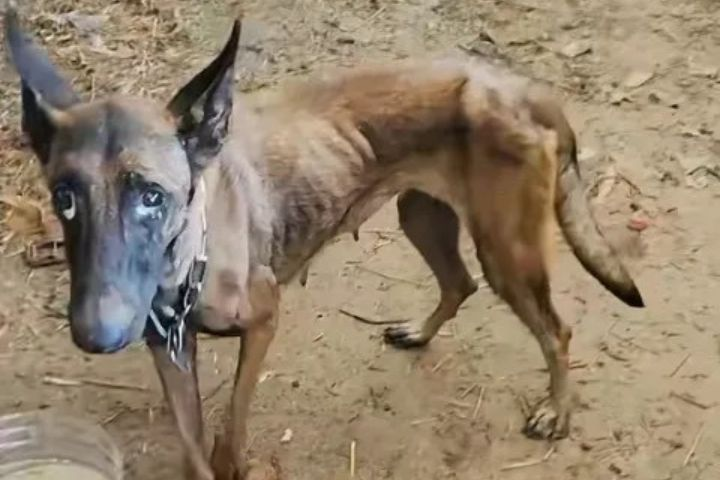 洪水沖走忠犬　失聯10天瘦了10公斤　自行返家牠和主人都掉淚