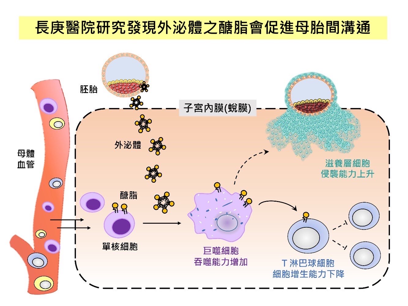 長庚醫院研究發現，外泌體醣脂會促進母胎之間溝通，增加著床率。圖/長庚醫院提供