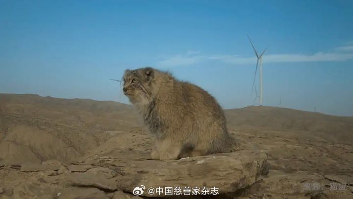 兔猻主要分布於中亞及周邊地區的草原、山地與半乾旱環境,擅長隱蔽與伏擊,獵物包括鼠兔及其他小型哺乳動物。圖/取自中國慈善家雜誌微博