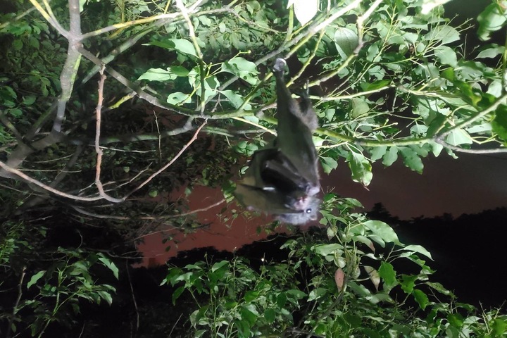 花蓮地院台灣狐蝠寶寶墜地　專家接力救援盼母蝠接回照顧