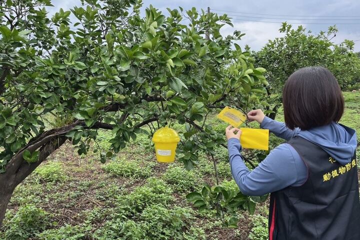 花蓮文旦柚「小黃薊馬」蟲害蠢動。圖/取自花蓮縣政府農業處官網