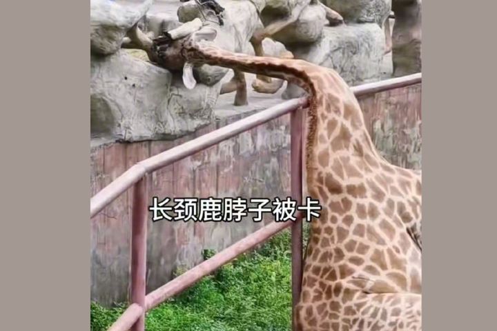 長頸鹿脖子卡護欄　驚魂10分鐘　南通動物園救援方式與設施設計惹爭議