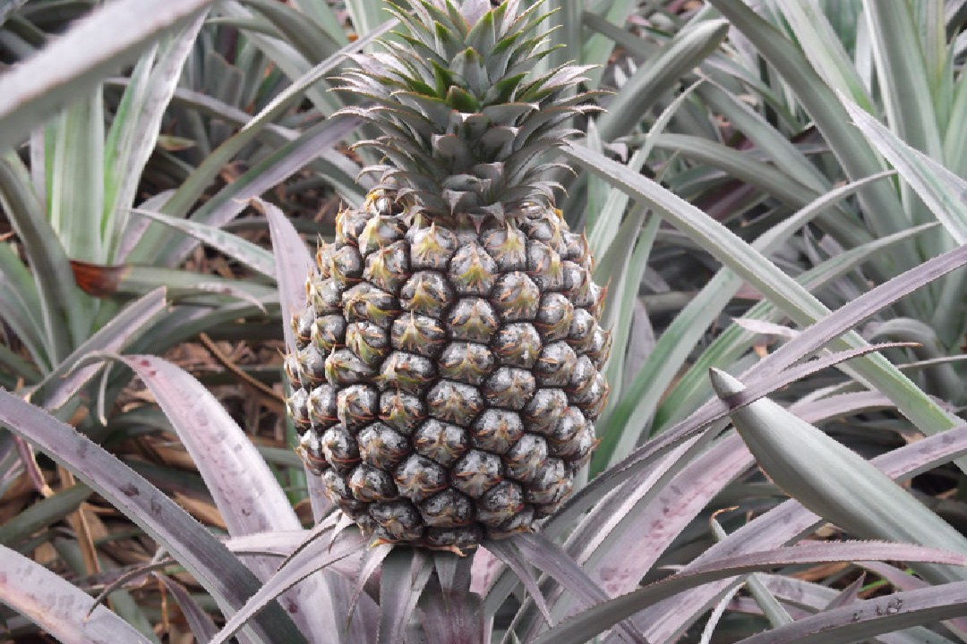 美國預告我鳳梨鮮果輸入檢疫條件　農業部：台灣鳳梨可望今年外銷美國