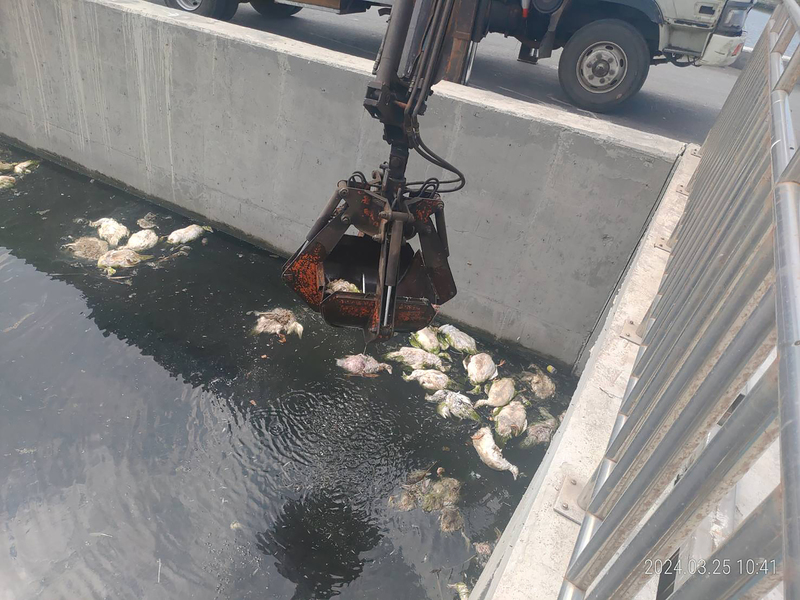 彰化海堤及排水溝驚見大量死鴨，目前動防局已對鴨隻採樣，調查死亡原因。圖/中央社