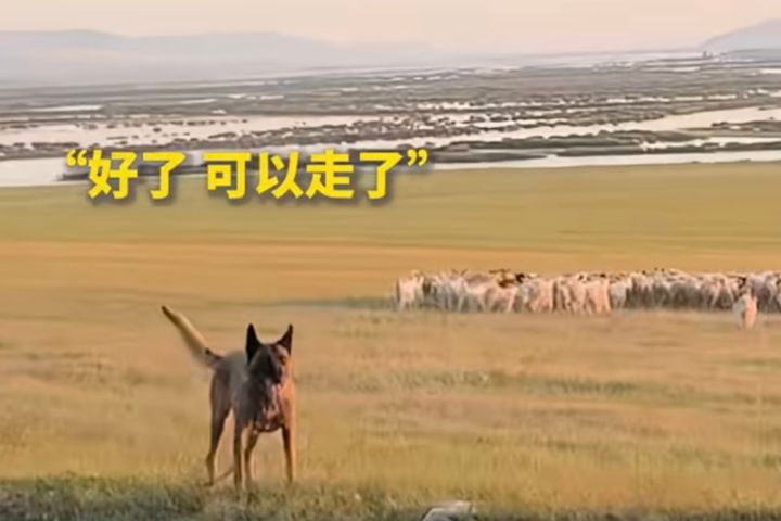 草原「交通指揮官」　牧羊犬趕羊過馬路後竟回頭示意駕駛：可以走了！