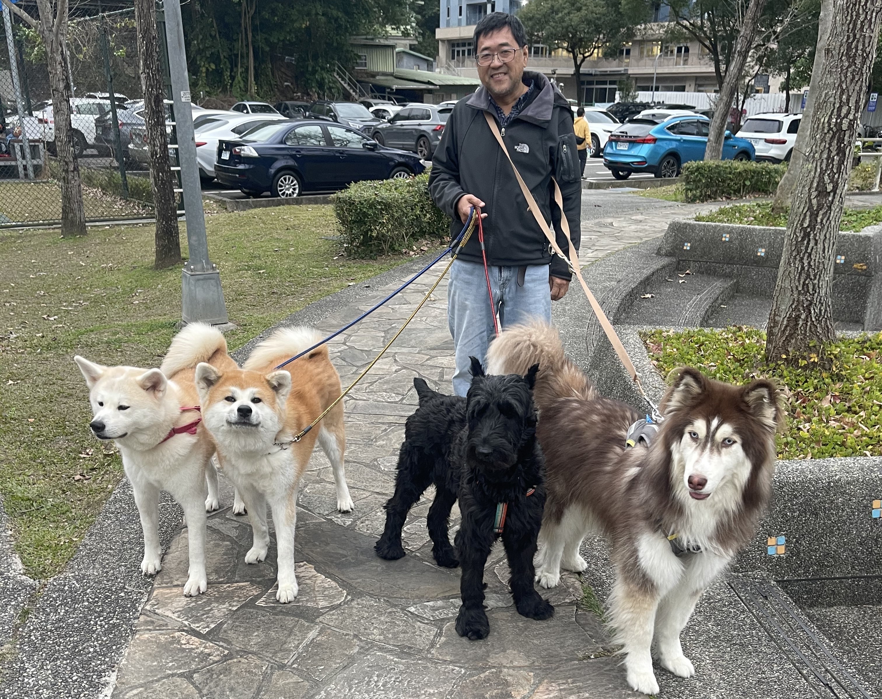 兩隻秋田犬（左為「阿KI」）、加上熱情的哈士奇與罕見的巨型雪納瑞，一起出門就像一隊威風凜凜的士兵。圖/楊俊斌攝