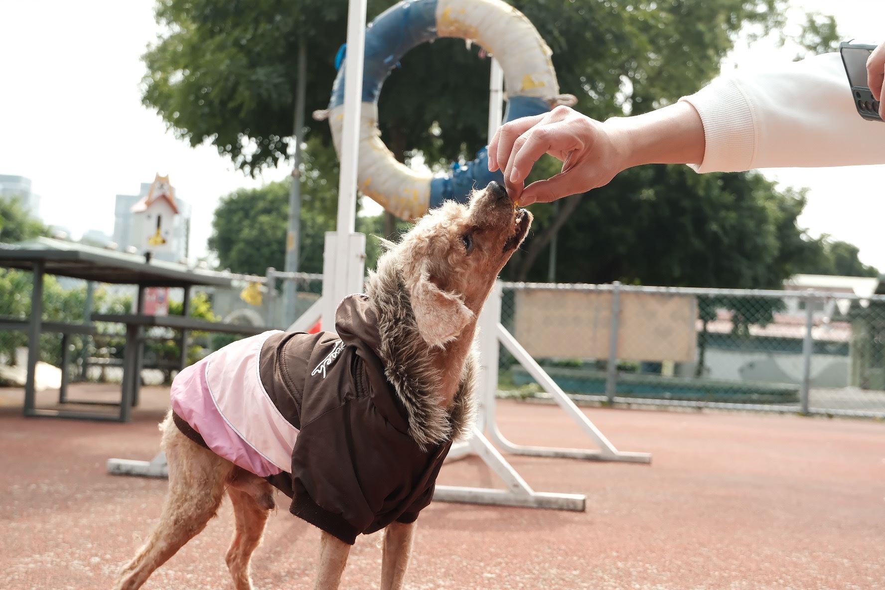  貴賓犬浴血倒臥路邊 動保處救援重獲新生 