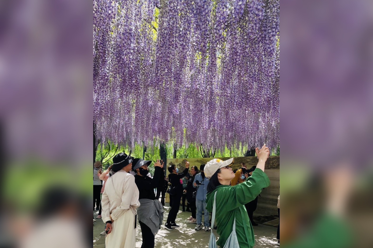 北京玉渊潭公园，游客在紫藤架下赏花拍照。圖／莊文鴻提供
