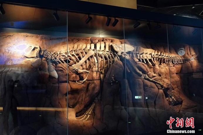 中國古動物館「鎮館之寶」之一的世界唯一中華猛龍「董氏中華猛龍」骨架化石。圖/取自中新網