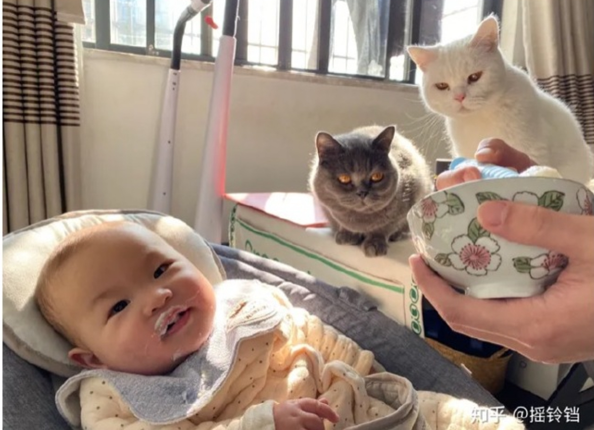 大陸的寵物數量已經首次超過4歲以下嬰幼兒總量。圖/取自知乎＠搖鈴鐺