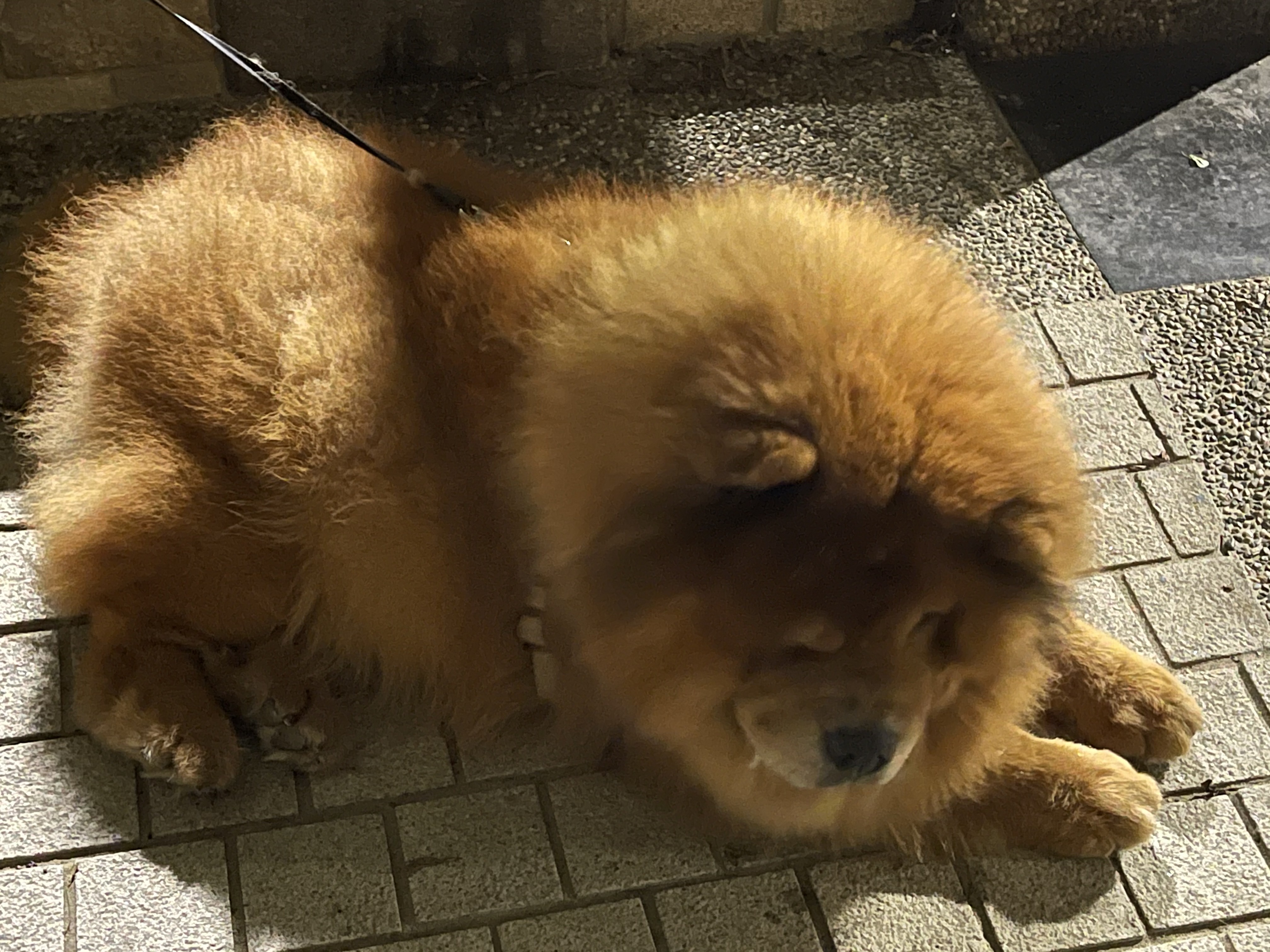 鬆獅犬相當怕熱，夏天一定要避免中暑，並給予大量飲水。 圖/陳素貞攝