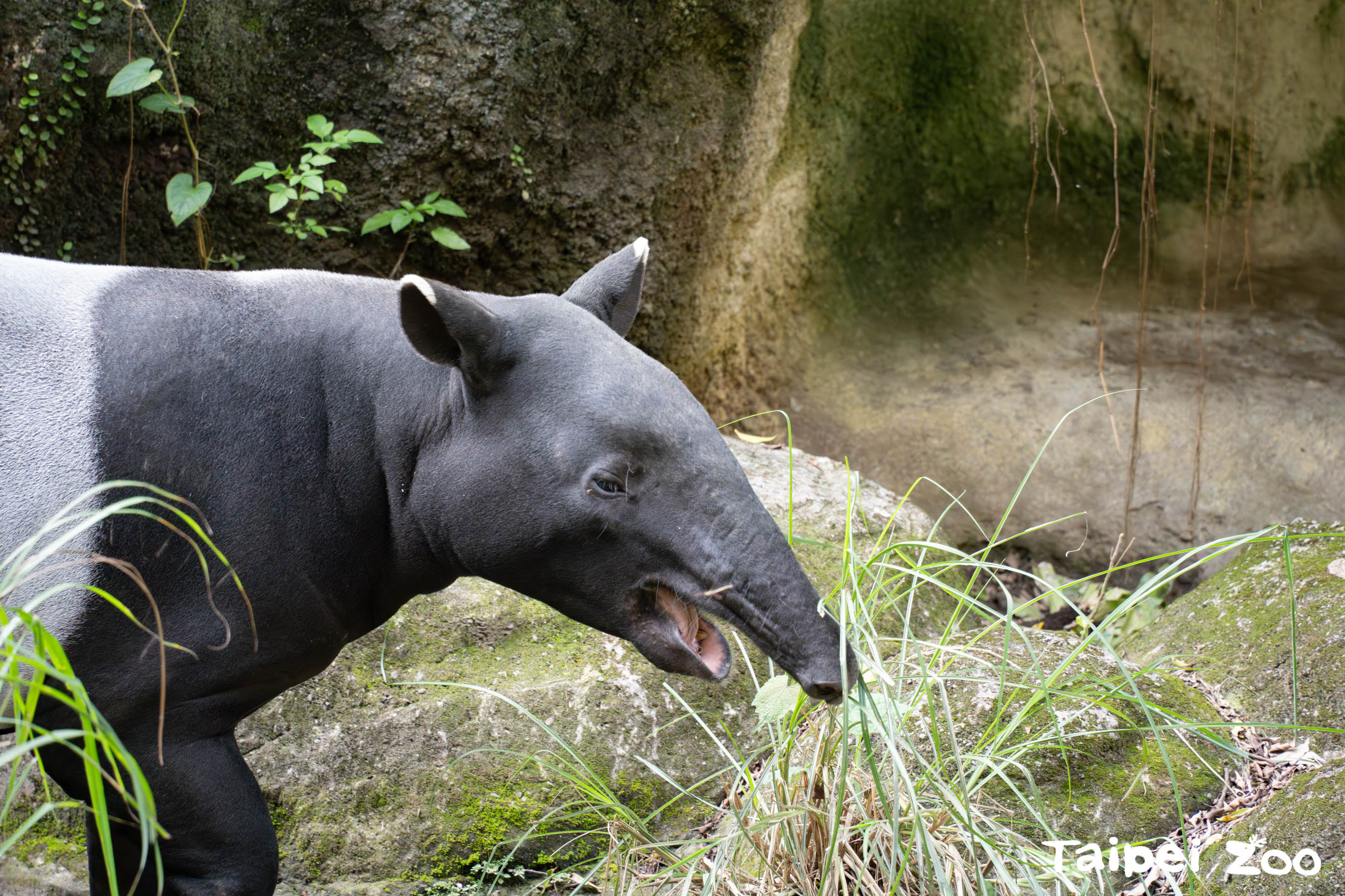 貘豆已於20日平安抵達日本，日後將在東山動物園展開新生活。圖/取自台北市立動物園網站