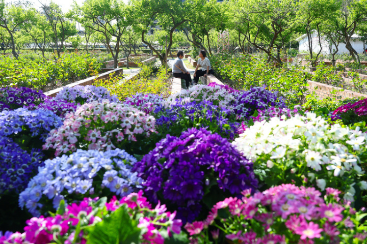 今起變天，民眾把握開工日好天氣前往士林官邸賞花，享受悠閒時光。圖/中央數