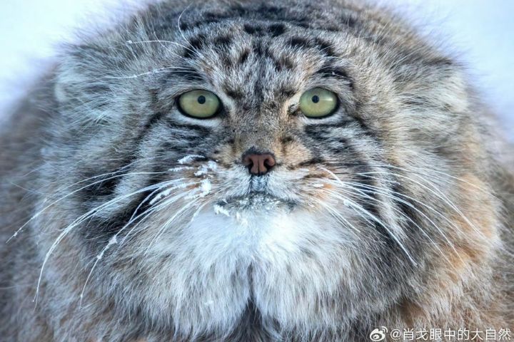 兔猻的臉型扁平，表情常常呈現龐克風「炸毛狀」，一臉怒氣。兔猻的表情使其在網路上爆紅。圖/取自肖戈眼中的大自然微博