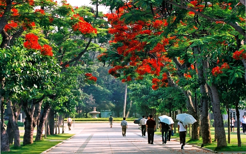 廈門大學內的鳳凰花開。圖/取自廈門大學官網