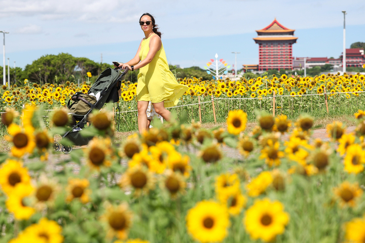 受到颱風外圍環沉降影響，各地天氣仍普遍炎熱。圖為大佳河濱公園向日葵盛開，民眾散步賞花/取自中央社