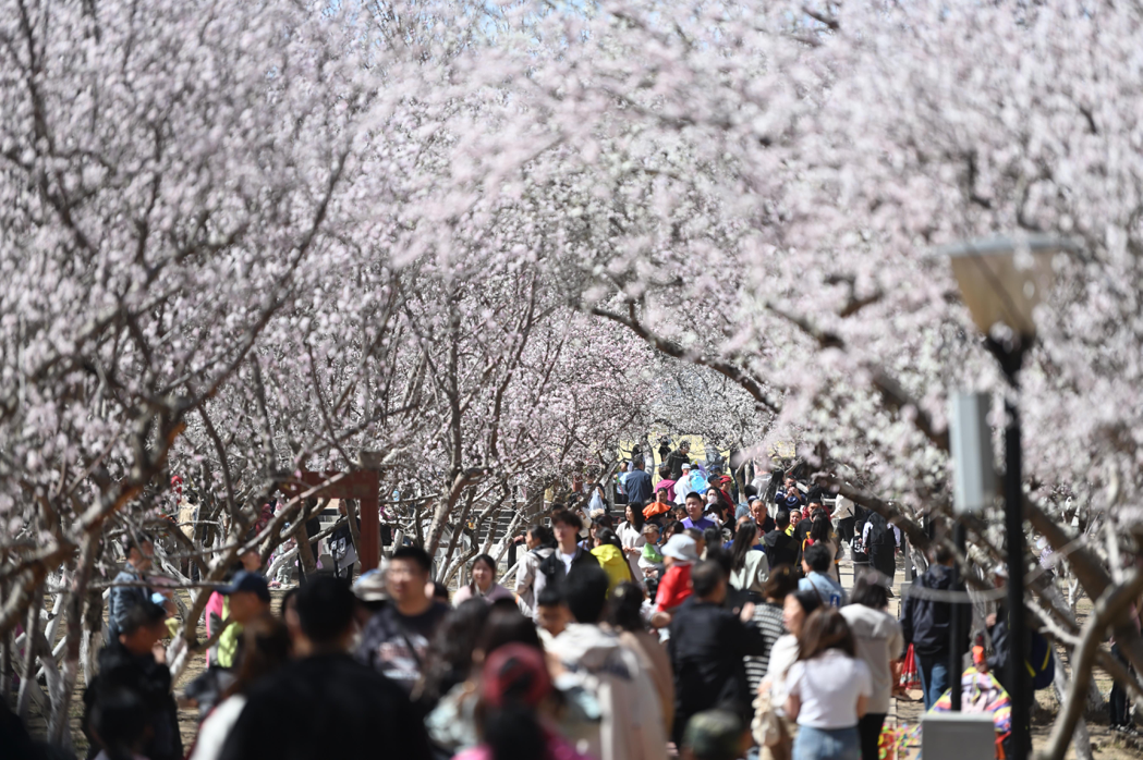 賞花成為今年大陸境內旅遊重點之一。圖/取自中新社