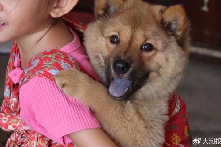 中華田園犬（俗稱「土狗」）與兩千年來合飼主家人如同一家人。圖/取自大河報微博