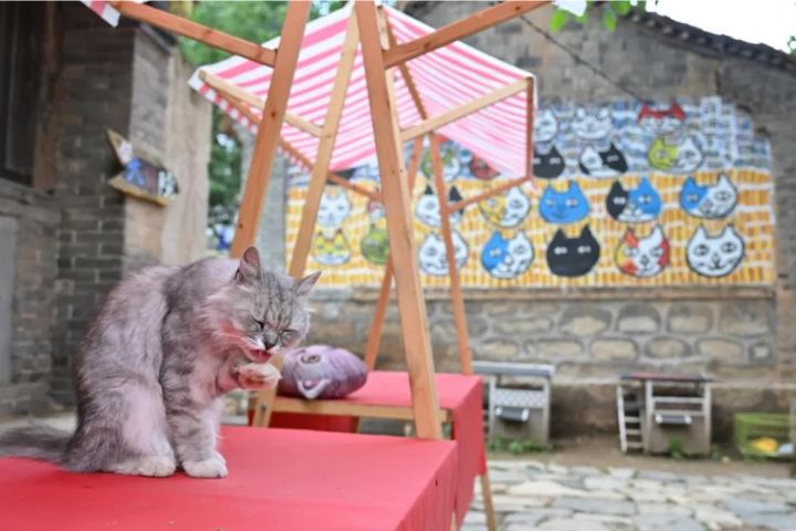 太行山深處的「貓村」是人與動物共生的「貓咪桃花源」。圖/取自新華社