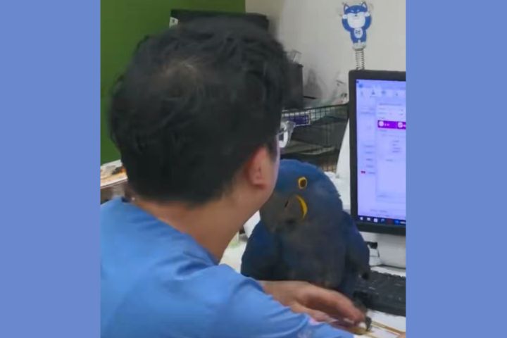 藍色鸚鵡因病住院，卻跟著主治醫生一起「上班」。圖/取自影片
