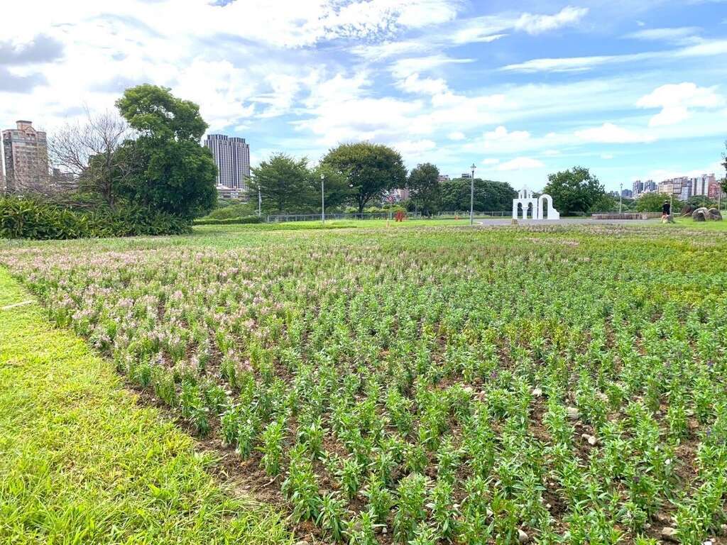 古亭河濱公園打造「秋好舞台」花與音樂饗宴。圖/取自北市工務局水利工程處