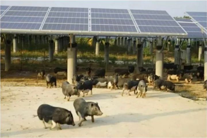 大陸北方沙地大量建置太陽能電站，內蒙古、寧夏及甘肅多地陸續推動「太陽能板下種草、草地上養豬羊」的生態管理方式。圖/取自瓴麟科技微信公眾號