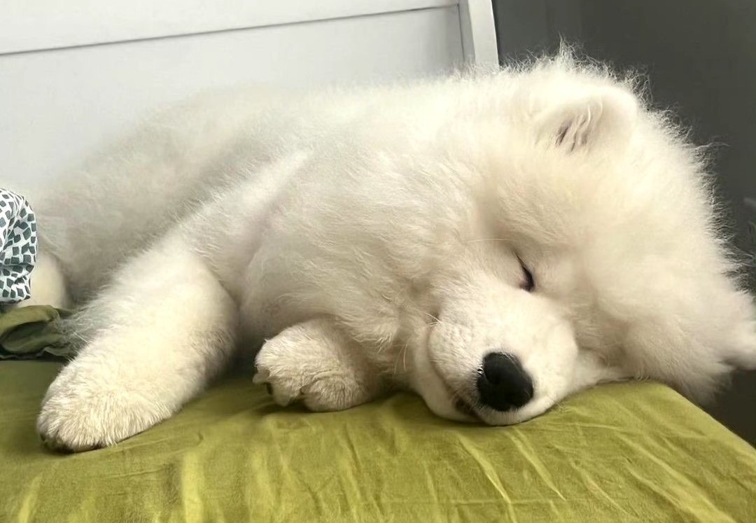 「微笑天使」薩摩耶犬，近年成為最受矚目的寵物明星之一。圖/取自微博
