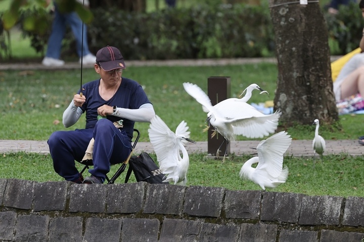 周二以前各地多屬高溫悶熱的天氣。圖為台北大湖公園內有白鷺鷥與釣客爭搶小魚/取自中央社