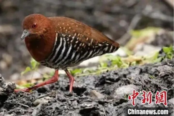 雲南白馬雪山大陸國家級自然保護區內首次拍攝到罕見鳥種——紅腿斑秧雞。圖/取自中新網