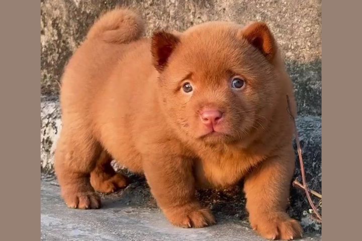 五紅犬因而被視為「招財神犬」，當地人相信養上一隻，就能守護家園、帶來吉祥。圖/取自微博