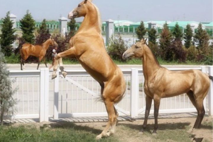 馬年話天馬　商成勇《汗血寶馬》書寫千年英雄