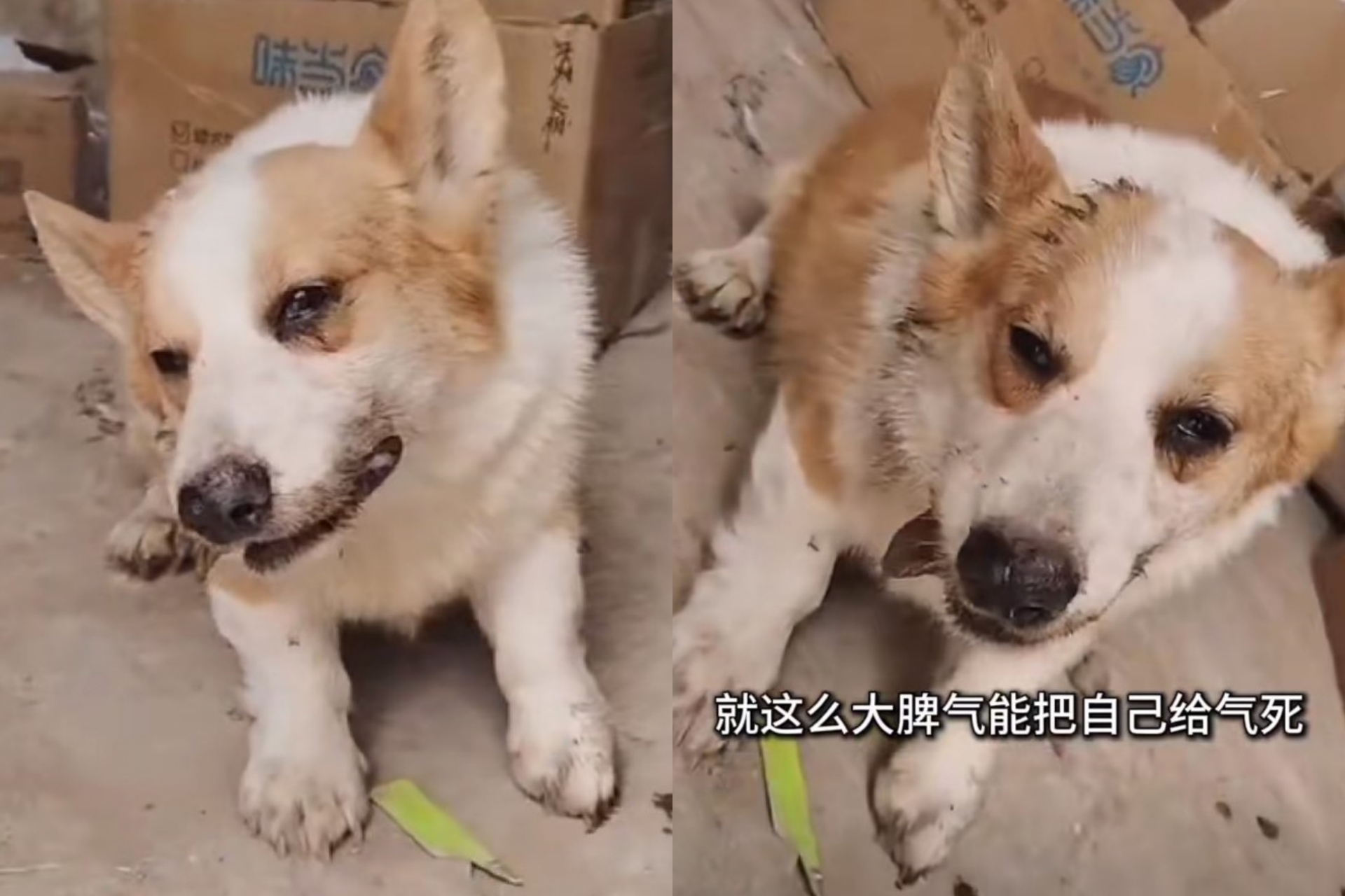 戰敗後的虎兒只能帶著滿腔的憤恨回家，竟然被「氣死」了。圖/取自篝火視影片