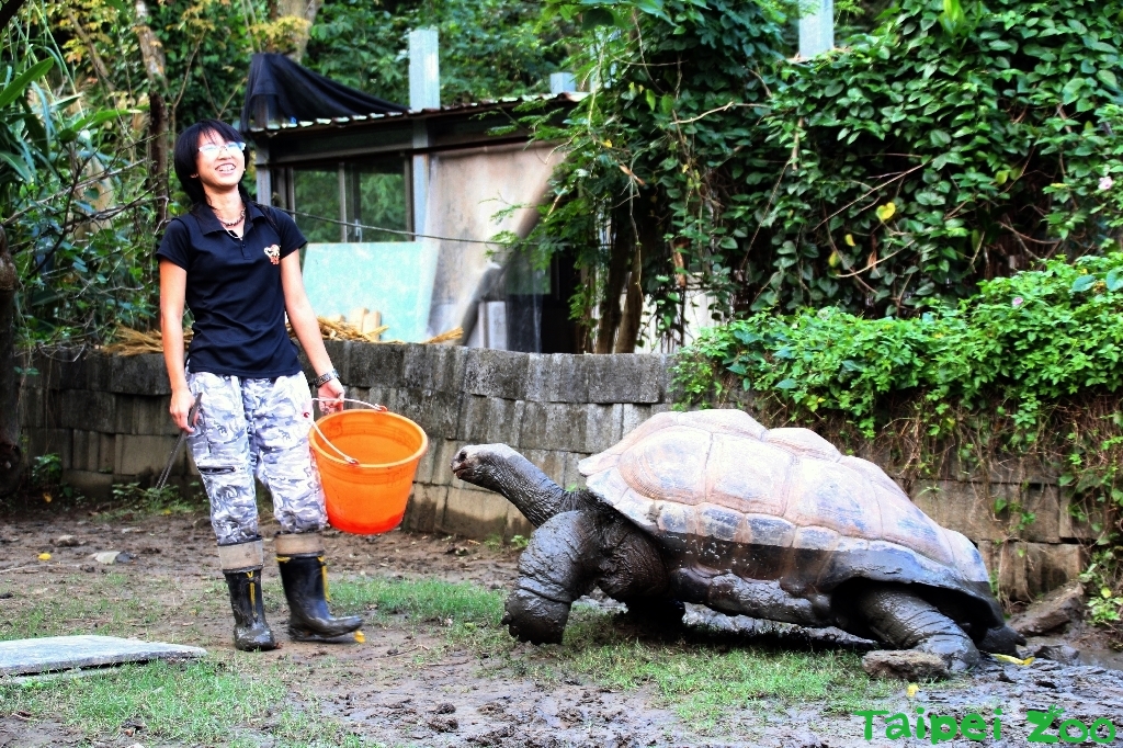 5月23日為世界烏龜日。圖為北市動物園亞達伯拉象龜「大胖」。圖/取自台北市立動物園網站