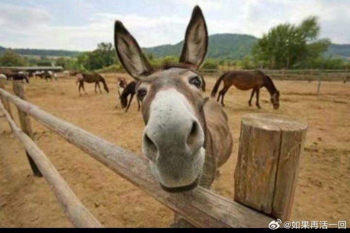 外貌呆萌的驢，在大陸國不僅是勞動力，更深植於文化。圖/取自如果再活一回微博